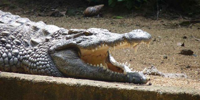 Crocodile giant tortoises park nature reserve (5)